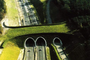 Переходи для тварин: бар'єр між природою та цивілізацією Переходи для тварин: бар'єр між природою та цивілізацією